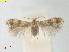  ( - RMNH.INS.25370)  @11 [ ] CreativeCommons  Attribution (by) (2022) Erik J. van Nieukerken-Naturalis Naturalis Biodiversity Center