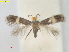  (Stigmella HibiscustiliaceusTaiwan - RMNH.INS.25376)  @11 [ ] CreativeCommons  Attribution (by) (2022) Erik J. van Nieukerken-Naturalis Naturalis Biodiversity Center