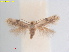  ( - RMNH.INS.25386)  @11 [ ] CreativeCommons  Attribution (by) (2022) Erik J. van Nieukerken-Naturalis Naturalis Biodiversity Center