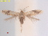  (Acalyptris Liquidambarformosana - RMNH.INS.25387)  @11 [ ] CreativeCommons  Attribution (by) (2022) Erik J. van Nieukerken-Naturalis Naturalis Biodiversity Center