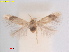  ( - RMNH.INS.25389)  @11 [ ] CreativeCommons  Attribution (by) (2022) Erik J. van Nieukerken-Naturalis Naturalis Biodiversity Center