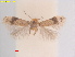  ( - RMNH.INS.25390)  @11 [ ] CreativeCommons  Attribution (by) (2022) Erik J. van Nieukerken-Naturalis Naturalis Biodiversity Center