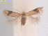  (Acalyptris TurpiniaTaiwan - RMNH.INS.25391)  @11 [ ] CreativeCommons  Attribution (by) (2022) Erik J. van Nieukerken-Naturalis Naturalis Biodiversity Center