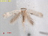  ( - RMNH.INS.25414)  @11 [ ] CreativeCommons  Attribution (by) (2022) Erik J. van Nieukerken-Naturalis Naturalis Biodiversity Center