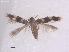  (Acalyptris rhynchosporausa - RMNH.INS.25415)  @11 [ ] CreativeCommons  Attribution (by) (2022) Erik J. van Nieukerken-Naturalis Naturalis Biodiversity Center