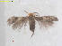  (Acalyptris scleriausa - RMNH.INS.25417)  @11 [ ] CreativeCommons  Attribution (by) (2022) Erik J. van Nieukerken-Naturalis Naturalis Biodiversity Center