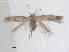  ( - RMNH.INS.25420)  @11 [ ] CreativeCommons  Attribution (by) (2022) Erik J. van Nieukerken-Naturalis Naturalis Biodiversity Center