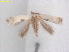  (Pseudopostega agastacheusa - RMNH.INS.25427)  @11 [ ] CreativeCommons  Attribution (by) (2022) Erik J. van Nieukerken-Naturalis Naturalis Biodiversity Center
