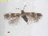  (Acalyptris DulichiumUSA - RMNH.INS.25440)  @11 [ ] CreativeCommons  Attribution (by) (2022) Erik J. van Nieukerken-Naturalis Naturalis Biodiversity Center