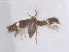  ( - RMNH.INS.25456)  @11 [ ] CreativeCommons  Attribution (by) (2022) Erik J. van Nieukerken-Naturalis Naturalis Biodiversity Center