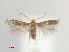  ( - RMNH.INS.25465)  @11 [ ] CreativeCommons  Attribution (by) (2023) Erik J. van Nieukerken-Naturalis Naturalis Biodiversity Center