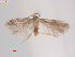  (Glaucolepis alypella - RMNH.INS.25474)  @11 [ ] CreativeCommons  Attribution (by) (2023) Erik J. van Nieukerken-Naturalis Naturalis Biodiversity Center