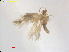  ( - RMNH.INS.25516)  @11 [ ] CreativeCommons  Attribution (by) (2023) Erik J. van Nieukerken-Naturalis Naturalis Biodiversity Center