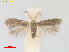 ( - RMNH.INS.25539)  @11 [ ] CreativeCommons  Attribution (by) (2023) Erik J. van Nieukerken-Naturalis Naturalis Biodiversity Center