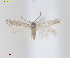  ( - RMNH.INS.25578)  @11 [ ] CreativeCommons  Attribution (by) (2025) Erik J. van Nieukerken-Naturalis Naturalis Biodiversity Center
