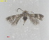  ( - RMNH.INS.25583)  @11 [ ] CreativeCommons  Attribution (by) (2025) Erik J. van Nieukerken-Naturalis Naturalis Biodiversity Center