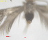  ( - RMNH.INS.25583)  @11 [ ] CreativeCommons  Attribution (by) (2025) Erik J. van Nieukerken-Naturalis Naturalis Biodiversity Center