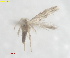  (Acalyptris RhynchosporaUSA - RMNH.INS.25584)  @11 [ ] CreativeCommons  Attribution (by) (2025) Erik J. van Nieukerken-Naturalis Naturalis Biodiversity Center