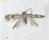  ( - RMNH.INS.25585)  @11 [ ] CreativeCommons  Attribution (by) (2025) Erik J. van Nieukerken-Naturalis Naturalis Biodiversity Center