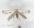  ( - RMNH.INS.25594)  @11 [ ] CreativeCommons  Attribution (by) (2025) Erik J. van Nieukerken-Naturalis Naturalis Biodiversity Center