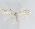  ( - RMNH.INS.25611)  @11 [ ] CreativeCommons  Attribution (by) (2025) Erik J. van Nieukerken-Naturalis Naturalis Biodiversity Center