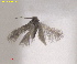  ( - RMNH.INS.25616)  @11 [ ] CreativeCommons  Attribution (by) (2025) Erik J. van Nieukerken-Naturalis Naturalis Biodiversity Center
