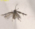  ( - RMNH.INS.25617)  @11 [ ] CreativeCommons  Attribution (by) (2025) Erik J. van Nieukerken-Naturalis Naturalis Biodiversity Center