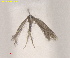  ( - RMNH.INS.25621)  @11 [ ] CreativeCommons  Attribution (by) (2025) Erik J. van Nieukerken-Naturalis Naturalis Biodiversity Center