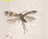  ( - RMNH.INS.25623)  @11 [ ] CreativeCommons  Attribution (by) (2025) Erik J. van Nieukerken-Naturalis Naturalis Biodiversity Center