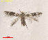  (Acalyptris ScleriaUSA - RMNH.INS.25624)  @11 [ ] CreativeCommons  Attribution (by) (2025) Erik J. van Nieukerken-Naturalis Naturalis Biodiversity Center