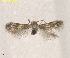  (Acalyptris SchoenoplectusUSA - RMNH.INS.25626)  @11 [ ] CreativeCommons  Attribution (by) (2025) Erik J. van Nieukerken-Naturalis Naturalis Biodiversity Center
