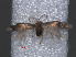  (Fomoria variicapitella - RMNH.INS.24046)  @13 [ ] CreativeCommons - Attribution Non-Commercial Share-Alike (2013) Erik J. van Nieukerken Naturalis, Biodiversity Center
