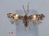  ( - RMNH.INS.24137)  @12 [ ] CreativeCommons - Attribution Non-Commercial Share-Alike (2013) Erik J. van Nieukerken Naturalis, Biodiversity Center