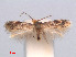  (Fomoria CallicarpaVietnam - RMNH.INS.24180)  @13 [ ] CreativeCommons - Attribution Non-Commercial Share-Alike (2013) Erik J. van Nieukerken Naturalis, Biodiversity Center
