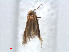  ( - RMNH.INS.24222)  @12 [ ] CreativeCommons - Attribution Non-Commercial Share-Alike (2013) Erik J. van Nieukerken Naturalis, Biodiversity Center