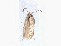  (Glaucolepis TurkeyEvN4322 - RMNH.INS.24322)  @12 [ ] CreativeCommons - Attribution Non-Commercial Share-Alike (2013) Erik J. van Nieukerken Naturalis, Biodiversity Center
