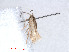  (Glaucolepis TurkeyEvN4322 - RMNH.INS.24322)  @12 [ ] CreativeCommons - Attribution Non-Commercial Share-Alike (2013) Erik J. van Nieukerken Naturalis, Biodiversity Center