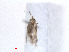  ( - RMNH.INS.24323)  @11 [ ] CreativeCommons - Attribution Non-Commercial Share-Alike (2013) Erik J. van Nieukerken Naturalis, Biodiversity Center