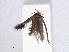  (Glaucolepis NAmericaWest - RMNH.INS.24334)  @12 [ ] CreativeCommons - Attribution Non-Commercial Share-Alike (2013) Erik J. van Nieukerken Naturalis, Biodiversity Center