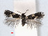  ( - RMNH.INS.24389)  @14 [ ] CreativeCommons - Attribution Non-Commercial Share-Alike (2013) Erik J. van Nieukerken Naturalis, Biodiversity Center