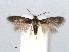  ( - RMNH.INS.24419)  @13 [ ] CreativeCommons - Attribution Non-Commercial Share-Alike (2013) Erik J. van Nieukerken Naturalis, Biodiversity Center