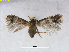  (Ectoedemia ChinaEvN4494 - RMNH.INS.24497)  @14 [ ] CreativeCommons - Attribution Non-Commercial Share-Alike (2015) Unspecified Naturalis Biodiversity Centre