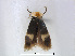  (Stigmella albilamina - RMNH.INS.24498)  @13 [ ] CreativeCommons - Attribution Non-Commercial Share-Alike (2015) Unspecified Naturalis Biodiversity Centre