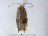  (Glaucolepis argentosa - RMNH.INS.24502)  @11 [ ] CreativeCommons - Attribution Non-Commercial Share-Alike (2015) Unspecified Naturalis Biodiversity Centre