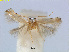  (Pseudopostega VietnamEvN4507 - RMNH.INS.24507)  @14 [ ] CreativeCommons - Attribution Non-Commercial Share-Alike (2015) Unspecified Naturalis Biodiversity Centre