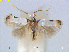  (Pseudopostega VietnamEvN4509 - RMNH.INS.24509)  @14 [ ] CreativeCommons - Attribution Non-Commercial Share-Alike (2015) Unspecified Naturalis Biodiversity Centre