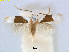  (Pseudopostega indonesica - RMNH.INS.24510)  @14 [ ] CreativeCommons - Attribution Non-Commercial Share-Alike (2015) Unspecified Naturalis Biodiversity Centre