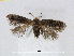  (Stigmella hakekeae - RMNH.INS.24513)  @14 [ ] CreativeCommons - Attribution Non-Commercial Share-Alike (2015) Unspecified Naturalis Biodiversity Centre