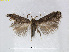  (Stigmella atrata - RMNH.INS.24516)  @14 [ ] CreativeCommons - Attribution Non-Commercial Share-Alike (2015) Unspecified Naturalis Biodiversity Centre