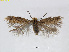  (Stigmella PlagianthusNZ - RMNH.INS.24517)  @14 [ ] CreativeCommons - Attribution Non-Commercial Share-Alike (2015) Unspecified Naturalis Biodiversity Centre